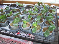 orchid-market-12