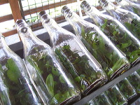 orchid-market-27