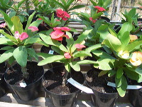 orchid-market-29