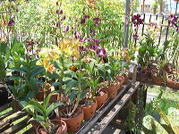 orchid-market-30