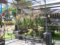 orchid-market-33