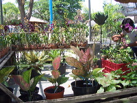 orchid-market-34