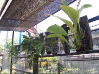 orchid-market-36