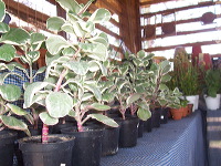 orchid-market-50