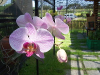 orchid-market-51