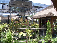 orchid-market-52