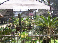 orchid-market-53