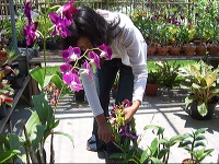 orchid-market-54