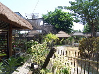 orchid-market-55