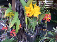 orchid-market-56