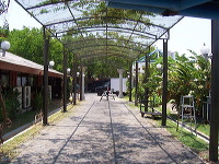 orchid-market-58