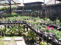 orchid-market-59
