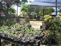 orchid-market-64