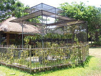 orchid-market-65