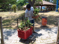 orchid-market-68