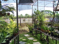 orchid-market-72