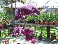orchid-market-77