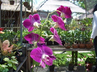 orchid-market-79