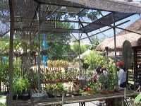 orchid-market-80