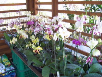 orchid-market-81