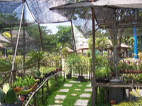 orchid-market-83