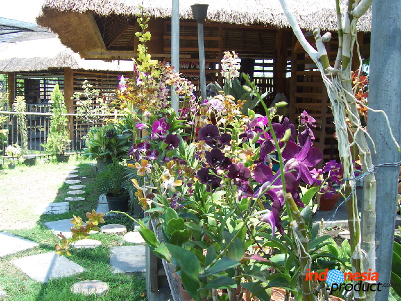 orchid-market-04.jpg