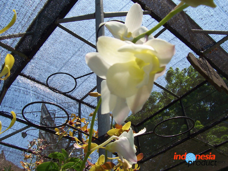 orchid-market-07.jpg
