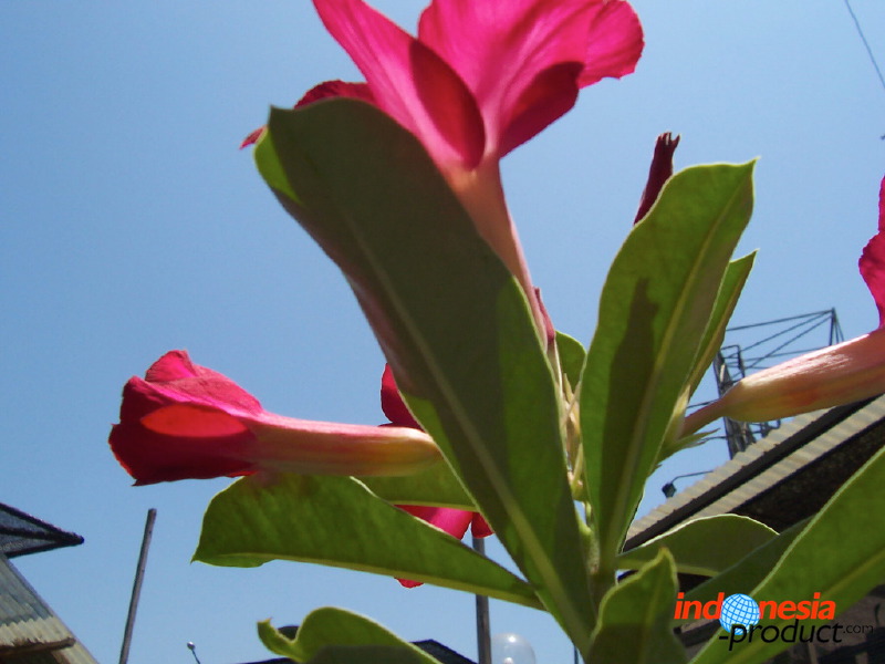 orchid-market-11.jpg