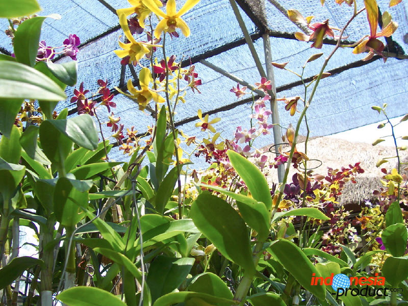 orchid-market-13.jpg