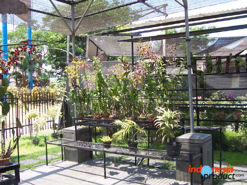 orchid-market-33.jpg