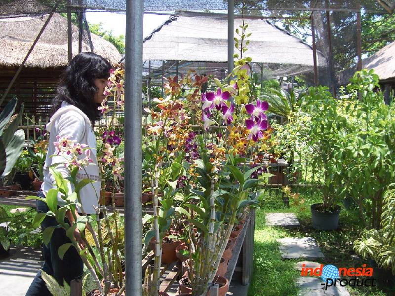 orchid-market-47.jpg