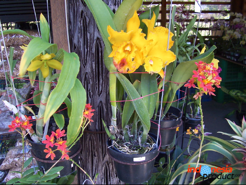 orchid-market-56.jpg