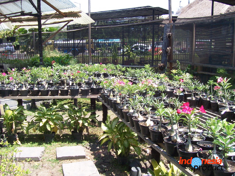 orchid-market-59.jpg