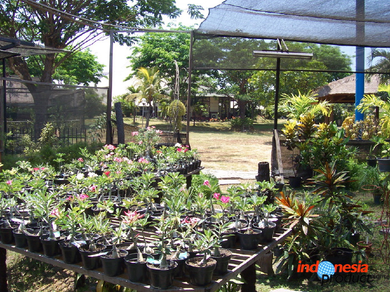 orchid-market-64.jpg