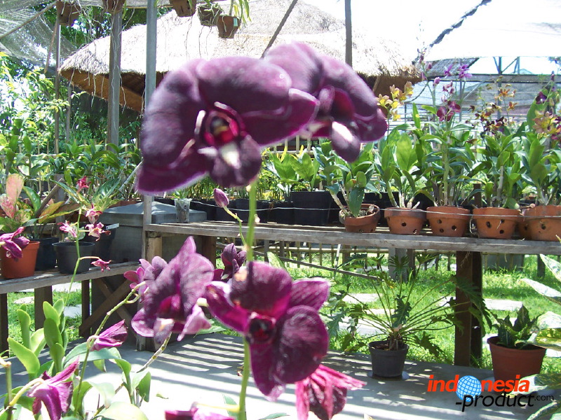 orchid-market-77.jpg