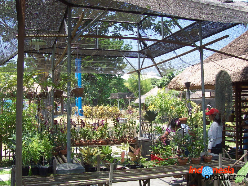 orchid-market-80.jpg