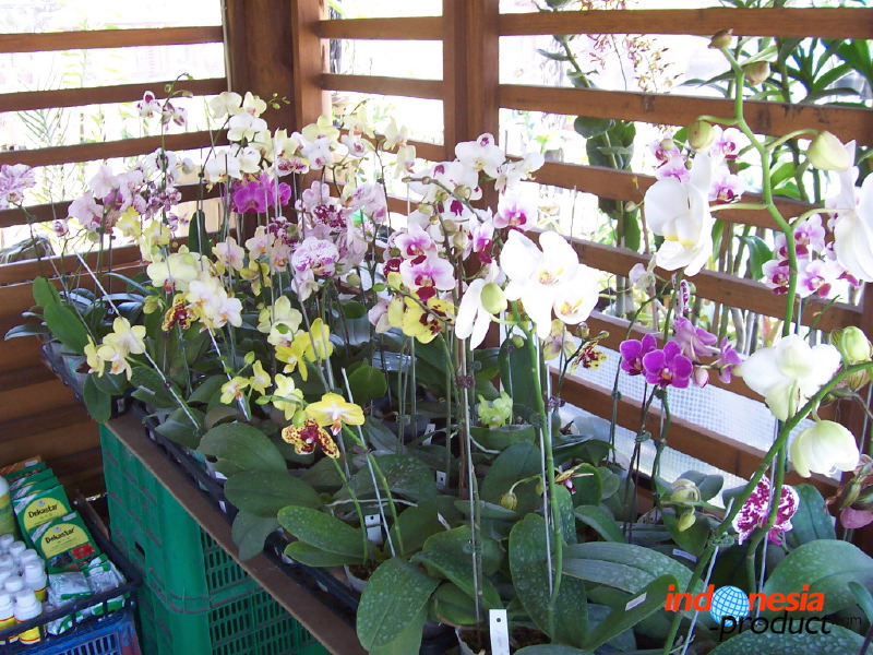 orchid-market-81.jpg