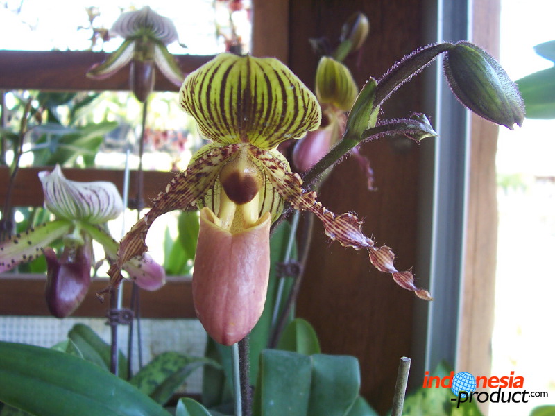 orchid-market-88.jpg