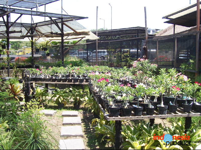 orchid-market-90.jpg