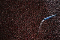robusta-coffee-factory-12