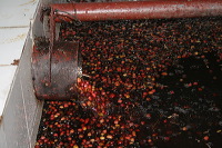 robusta-coffee-factory-36