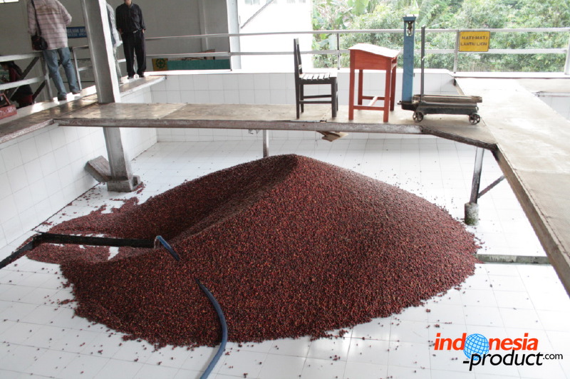 robusta-coffee-factory-26.jpg
