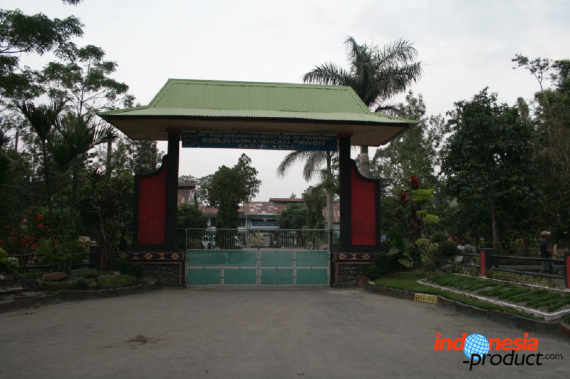 robusta-coffee-factory-32.jpg