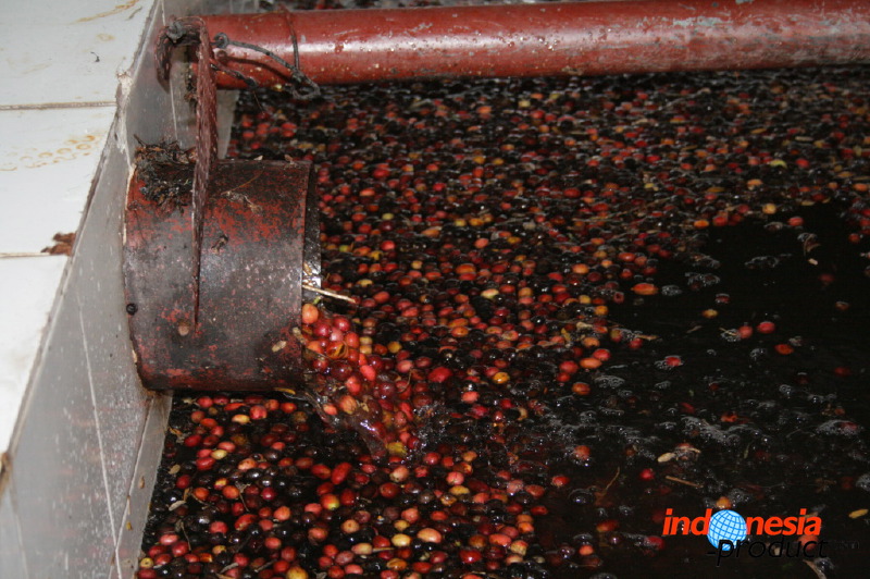robusta-coffee-factory-36.jpg