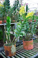 sien-orchid-prigen-_1f8726f