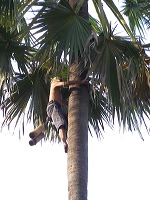 siwalan-tree-37
