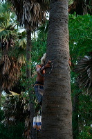 siwalan-tree-47