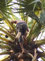 siwalan-tree-49