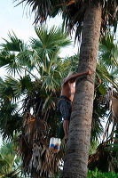 siwalan-tree-50