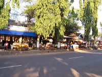 siwalan-tree-51